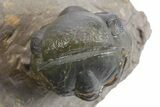 Colorful Crotalocephalina Trilobite with Reedops #356899-4